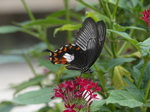 FZ007392 Black white and orange butterfly.jpg